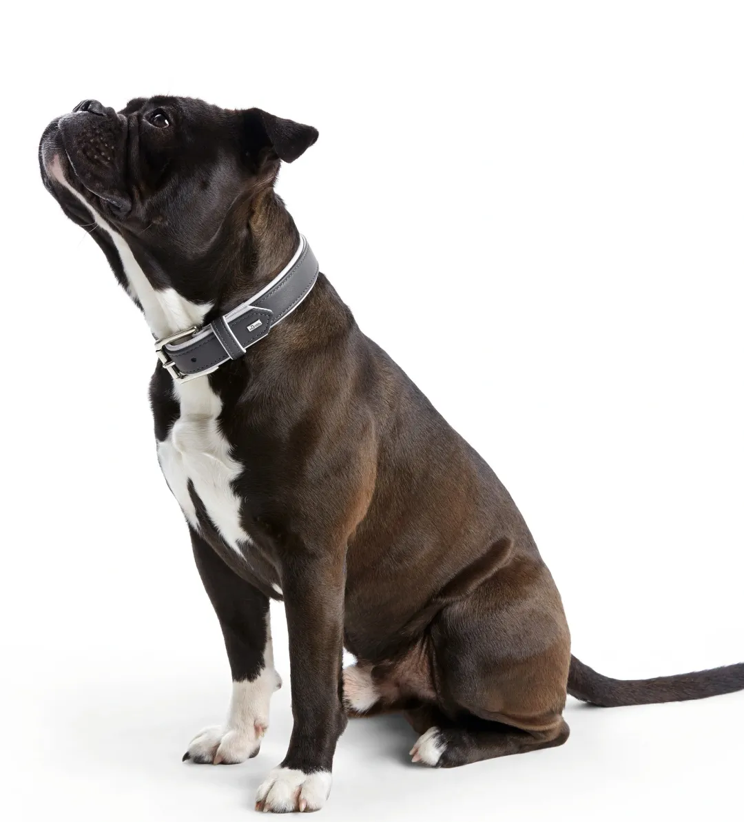 Hundehalsbånd læder Canada Elg Grå 30 - 21-25 cm Hvalpehalsbånd - Bløde Og Sikre Halsbånd Med Perfekt Pasform Til Din Hvalp|Hundehalsbånd Med Stil - Komfort Og Sikkerhed Til Din Hund