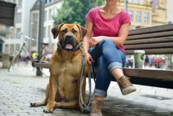Hundehalsbånd læder Canada Elg Grå 30 - 21-25 cm Hvalpehalsbånd - Bløde Og Sikre Halsbånd Med Perfekt Pasform Til Din Hvalp|Hundehalsbånd Med Stil - Komfort Og Sikkerhed Til Din Hund