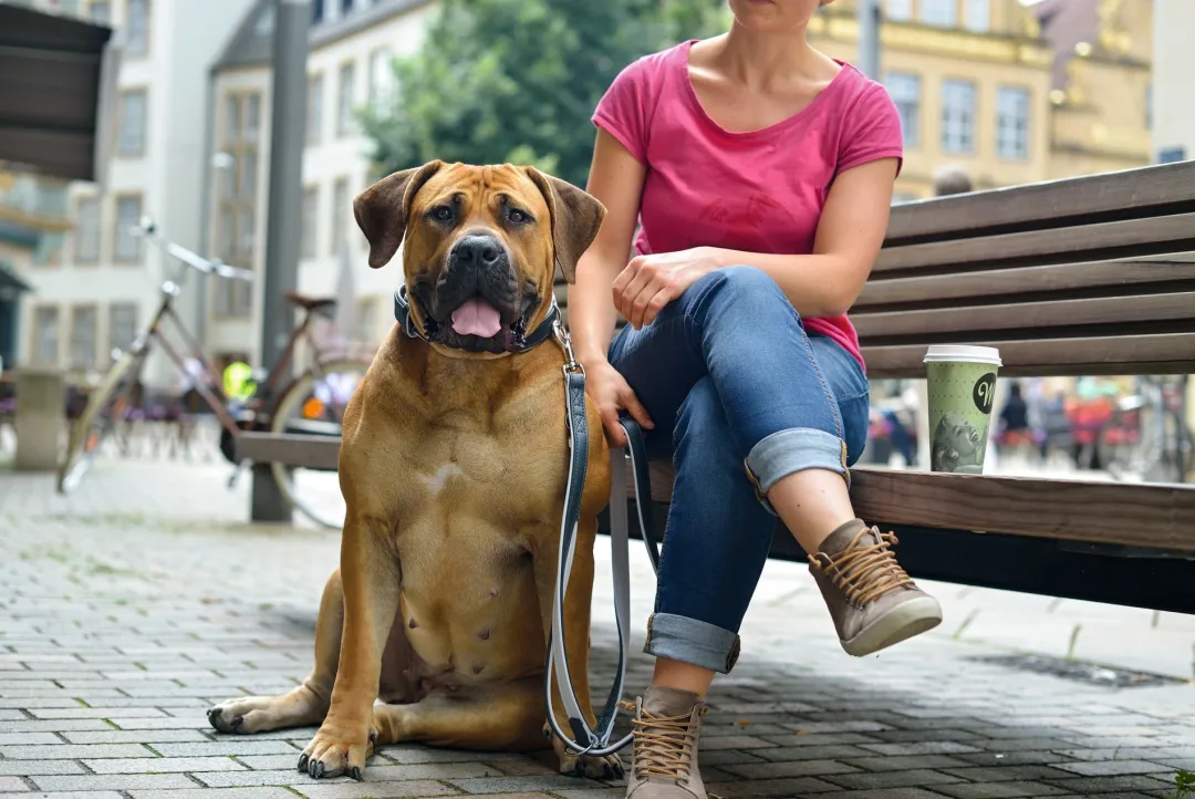 Hundehalsbånd læder Canada Elg Grå 30 - 21-25 cm Hvalpehalsbånd - Bløde Og Sikre Halsbånd Med Perfekt Pasform Til Din Hvalp|Hundehalsbånd Med Stil - Komfort Og Sikkerhed Til Din Hund