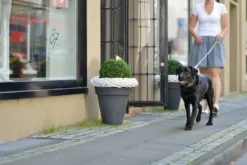 Hundehalsbånd læder Canada Elg Grå 30 - 21-25 cm Hvalpehalsbånd - Bløde Og Sikre Halsbånd Med Perfekt Pasform Til Din Hvalp|Hundehalsbånd Med Stil - Komfort Og Sikkerhed Til Din Hund