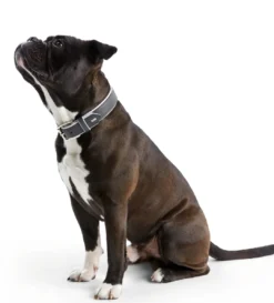 New Hundehalsbånd læder Canada Elg Grå 35 - 24-30 cm Hvalpehalsbånd - Bløde Og Sikre Halsbånd Med Perfekt Pasform Til Din Hvalp|Hundehalsbånd Med Stil - Komfort Og Sikkerhed Til Din Hund