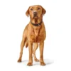 Best Hundehalsbånd læder Canada Elg Str.40 Sort/Cognac - 29-35 cm Hvalpehalsbånd - Bløde Og Sikre Halsbånd Med Perfekt Pasform Til Din Hvalp|Hundehalsbånd Med Stil - Komfort Og Sikkerhed Til Din Hund
