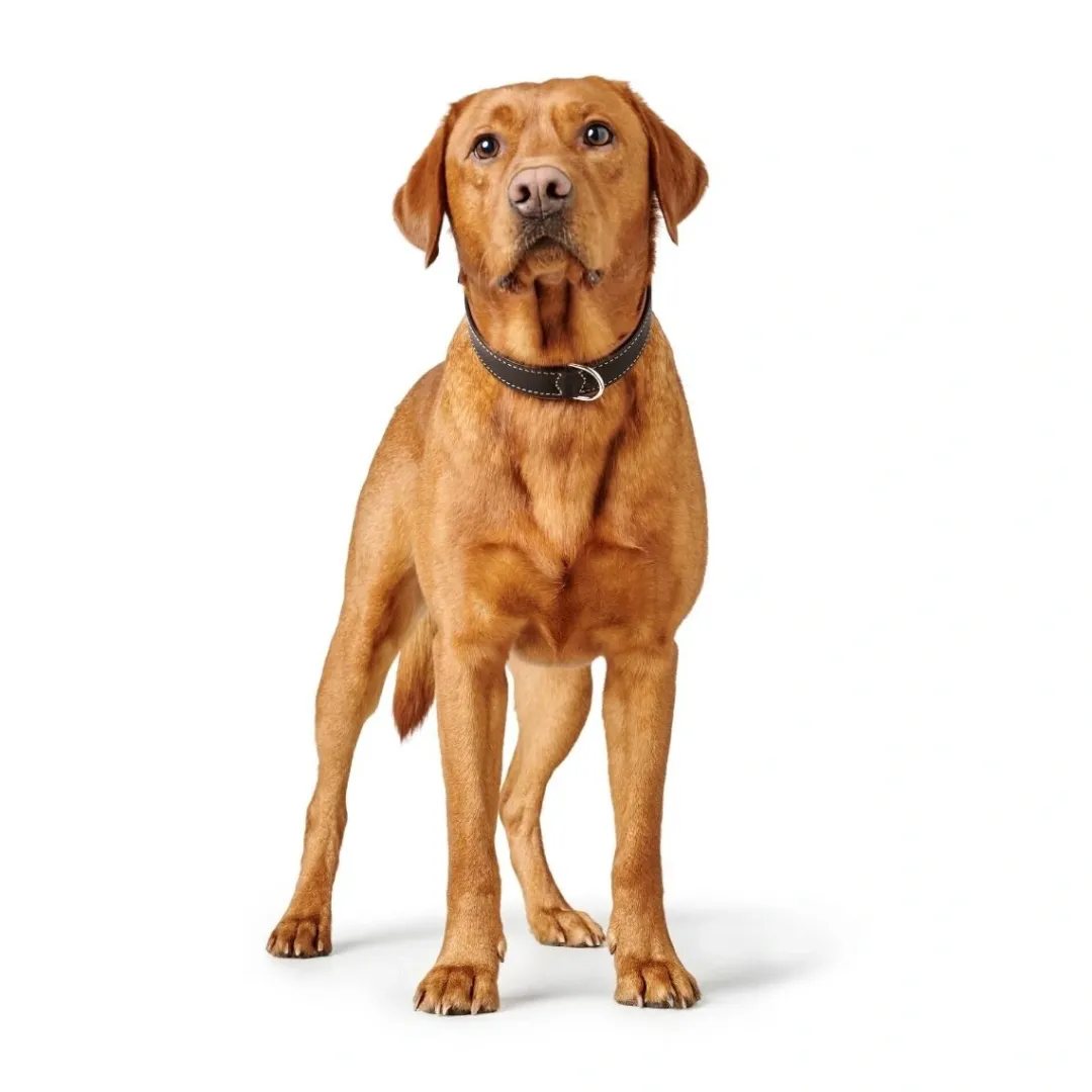 Best Hundehalsbånd læder Canada Elg Str.40 Sort/Cognac - 29-35 cm Hvalpehalsbånd - Bløde Og Sikre Halsbånd Med Perfekt Pasform Til Din Hvalp|Hundehalsbånd Med Stil - Komfort Og Sikkerhed Til Din Hund