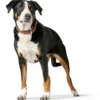 Outlet Hundehalsbånd læder Canada Elg Str.40 Cognac/Sort - 29-35 cm Hvalpehalsbånd - Bløde Og Sikre Halsbånd Med Perfekt Pasform Til Din Hvalp|Hundehalsbånd Med Stil - Komfort Og Sikkerhed Til Din Hund