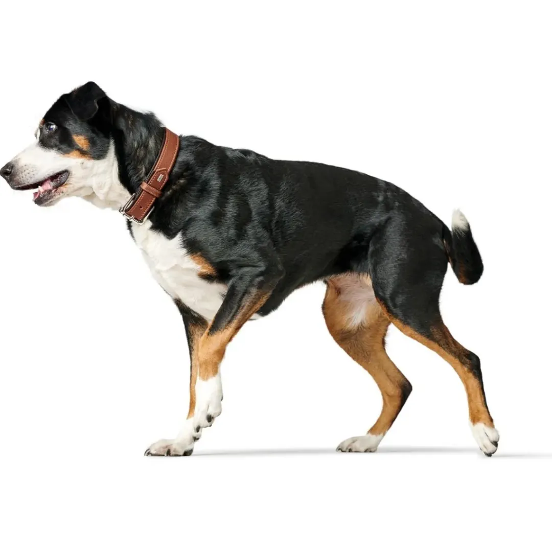 Outlet Hundehalsbånd læder Canada Elg Str.40 Cognac/Sort - 29-35 cm Hvalpehalsbånd - Bløde Og Sikre Halsbånd Med Perfekt Pasform Til Din Hvalp|Hundehalsbånd Med Stil - Komfort Og Sikkerhed Til Din Hund