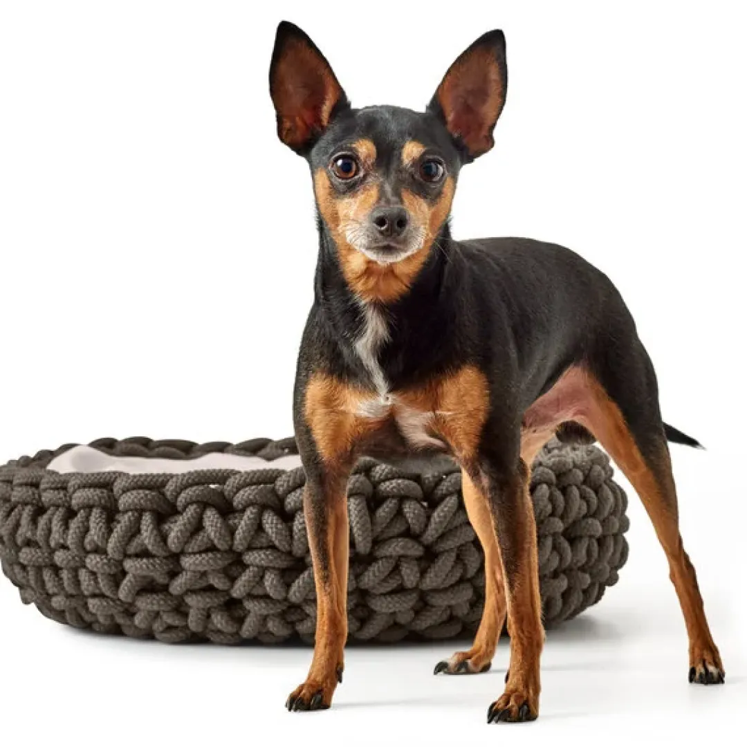 Sale hundekurv Linz antracitgrå Ø 50 cm Hundesenge Og Kurve Til Hunde - Bløde Og Komfortable|Sovepladser Til Hvalpe - Hundesenge, Kølemåtter Og Trygge Hvilesteder