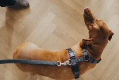 Best HundeLine Divo 25/300 Grå/Grå Hundesnor I Mange Varianter Og Materialer|Hundesnor Til Hvalpe