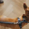 HundeLine Divo 20/300 Grå/Grå Hundesnor I Mange Varianter Og Materialer|Hundesnor Til Hvalpe