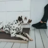 Hot hundemadras Blackpool Small Sort Hundesenge Og Kurve Til Hunde - Bløde Og Komfortable|Sovepladser Til Hvalpe - Hundesenge, Kølemåtter Og Trygge Hvilesteder