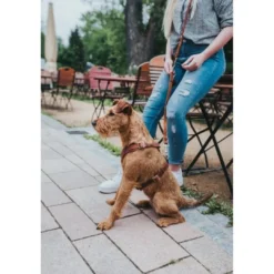 Hot Hundesele Aalborg cognac XL (M-L/1) - Bryst/hals 58-80 cm Hvalpeseler - Bløde Justerbare Seler Der Giver Din Hvalp Tryghed Og Støtte På Turen|Hundeseler Til Alle Behov Og Hundestørrelser