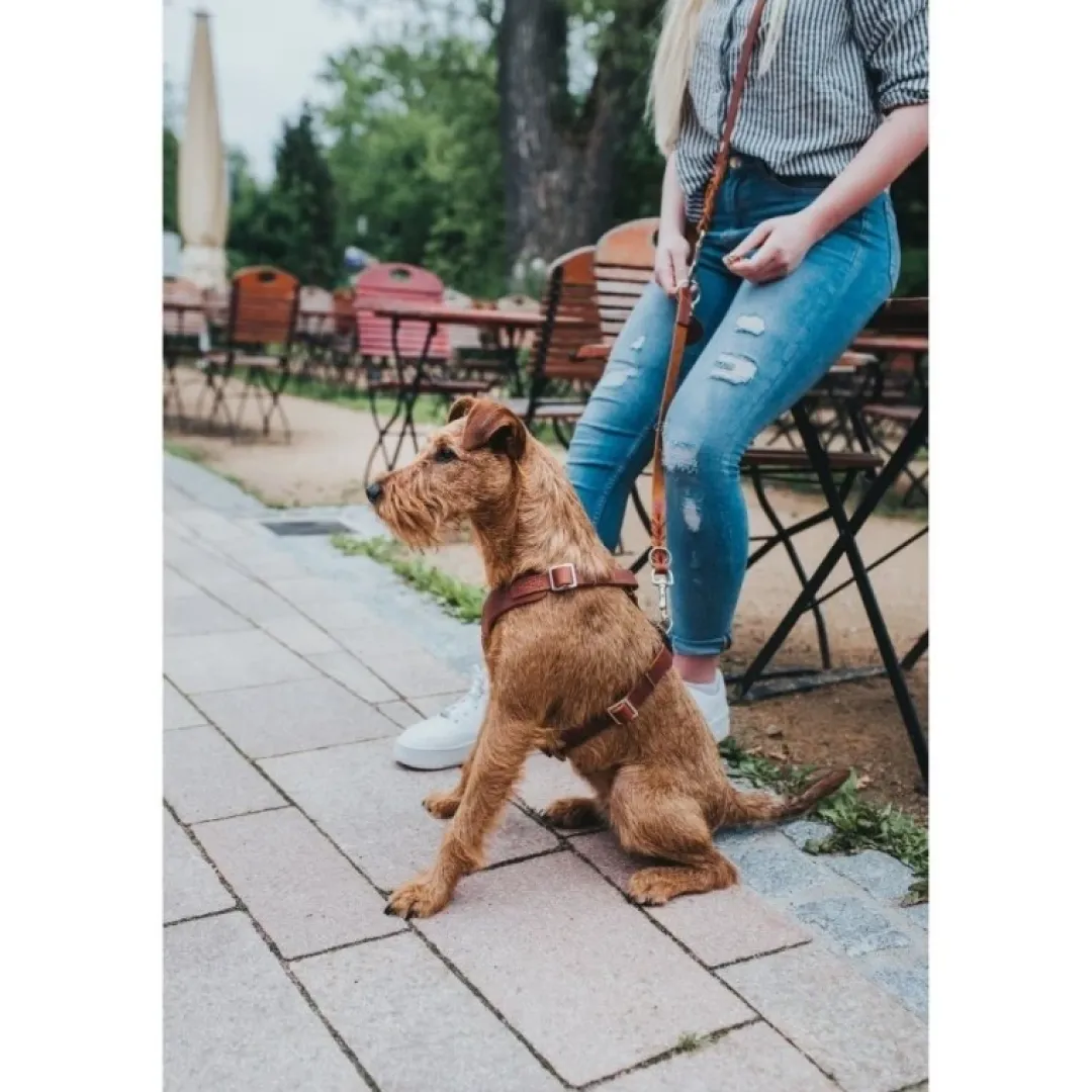Hot Hundesele Aalborg cognac XL (M-L/1) - Bryst/hals 58-80 cm Hvalpeseler - Bløde Justerbare Seler Der Giver Din Hvalp Tryghed Og Støtte På Turen|Hundeseler Til Alle Behov Og Hundestørrelser