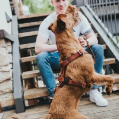 Hot Hundesele Aalborg cognac XL (M-L/1) - Bryst/hals 58-80 cm Hvalpeseler - Bløde Justerbare Seler Der Giver Din Hvalp Tryghed Og Støtte På Turen|Hundeseler Til Alle Behov Og Hundestørrelser