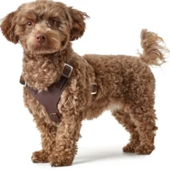 Online Hundesele Aalborg mørkebrun XXL (M-L/2) - Bryst/hals 62-90 cm Hvalpeseler - Bløde Justerbare Seler Der Giver Din Hvalp Tryghed Og Støtte På Turen|Hundeseler Til Alle Behov Og Hundestørrelser