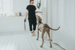 Clearance Hundesele Aalborg Sort XS - 38-52 cm bryst/hals Hvalpeseler - Bløde Justerbare Seler Der Giver Din Hvalp Tryghed Og Støtte På Turen|Hundeseler Til Alle Behov Og Hundestørrelser