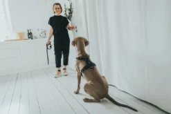 Clearance Hundesele Aalborg Sort XS - 38-52 cm bryst/hals Hvalpeseler - Bløde Justerbare Seler Der Giver Din Hvalp Tryghed Og Støtte På Turen|Hundeseler Til Alle Behov Og Hundestørrelser