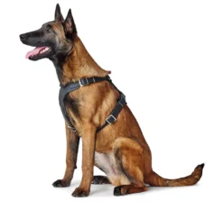 Clearance Hundesele Aalborg Sort XS - 38-52 cm bryst/hals Hvalpeseler - Bløde Justerbare Seler Der Giver Din Hvalp Tryghed Og Støtte På Turen|Hundeseler Til Alle Behov Og Hundestørrelser