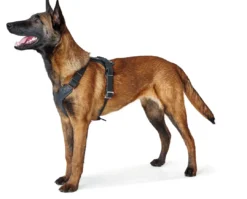Sale Hundesele Aalborg Sort S-M/2 - 51-64 cm bryst/hals Hvalpeseler - Bløde Justerbare Seler Der Giver Din Hvalp Tryghed Og Støtte På Turen|Hundeseler Til Alle Behov Og Hundestørrelser