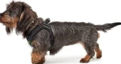 Outlet Hundesele Hilo Soft Comfort i grå XXS-XS Hvalpeseler - Bløde Justerbare Seler Der Giver Din Hvalp Tryghed Og Støtte På Turen|Hundeseler Til Alle Behov Og Hundestørrelser