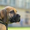 Best hundesele Neopren Oliven XL længde 73-94 cm 2,5 cm - blød og stabil komfort Hundeseler Til Alle Behov Og Hundestørrelser