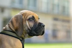 Best hundesele Neopren Oliven XL længde 73-94 cm 2,5 cm - blød og stabil komfort Hundeseler Til Alle Behov Og Hundestørrelser