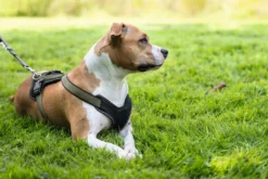 Best hundesele Neopren Oliven XL længde 73-94 cm 2,5 cm - blød og stabil komfort Hundeseler Til Alle Behov Og Hundestørrelser
