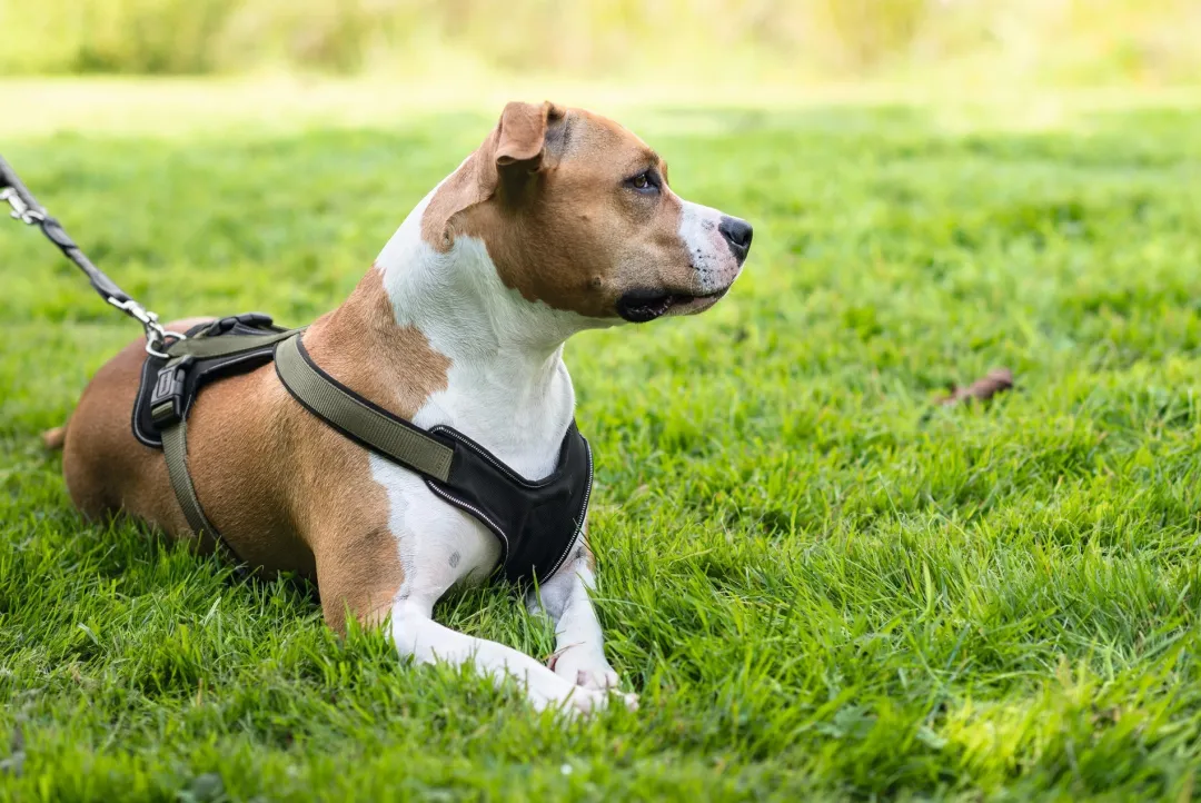 Best hundesele Neopren Oliven XL længde 73-94 cm 2,5 cm - blød og stabil komfort Hundeseler Til Alle Behov Og Hundestørrelser
