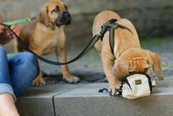Best hundesele Neopren Oliven XL længde 73-94 cm 2,5 cm - blød og stabil komfort Hundeseler Til Alle Behov Og Hundestørrelser