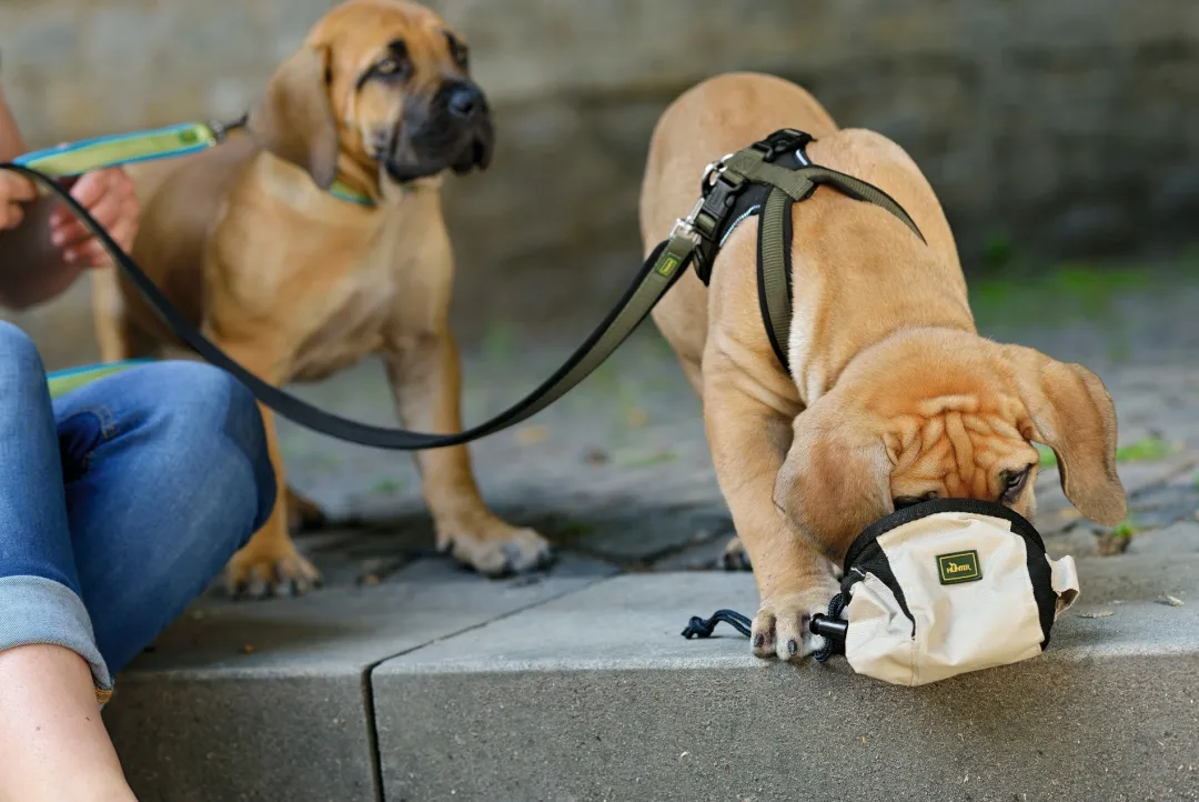 Best hundesele Neopren Oliven XL længde 73-94 cm 2,5 cm - blød og stabil komfort Hundeseler Til Alle Behov Og Hundestørrelser