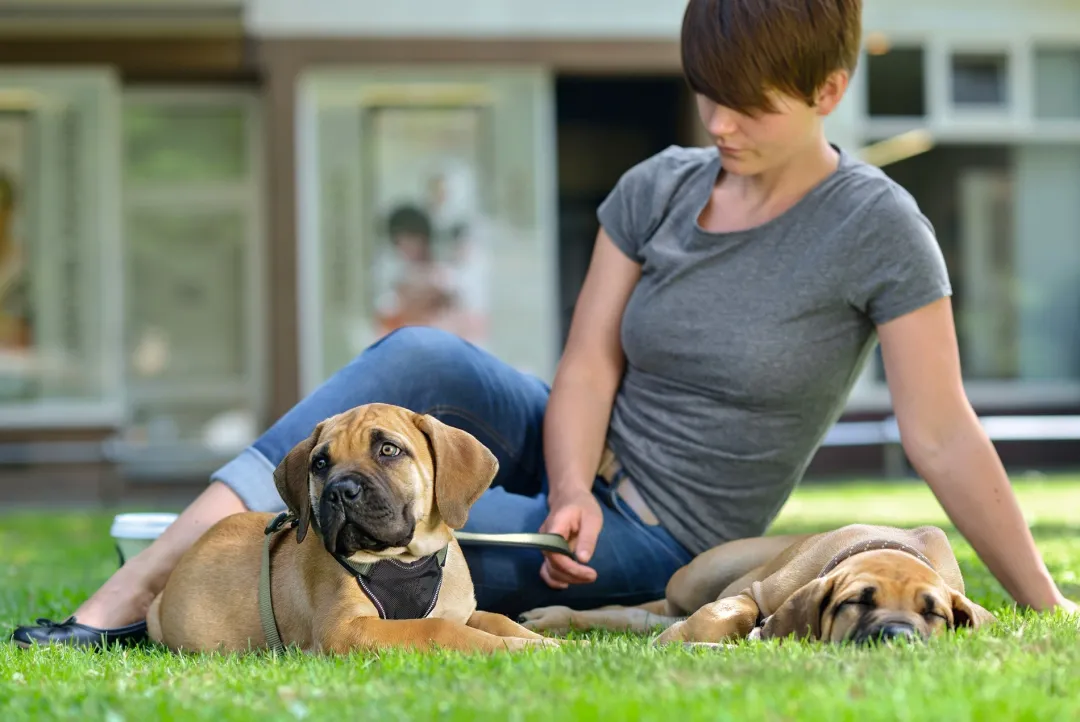 Best hundesele Neopren Oliven XL længde 73-94 cm 2,5 cm - blød og stabil komfort Hundeseler Til Alle Behov Og Hundestørrelser