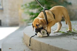 Best hundesele Neopren Oliven XL længde 73-94 cm 2,5 cm - blød og stabil komfort Hundeseler Til Alle Behov Og Hundestørrelser
