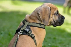 Best hundesele Neopren Oliven XL længde 73-94 cm 2,5 cm - blød og stabil komfort Hundeseler Til Alle Behov Og Hundestørrelser