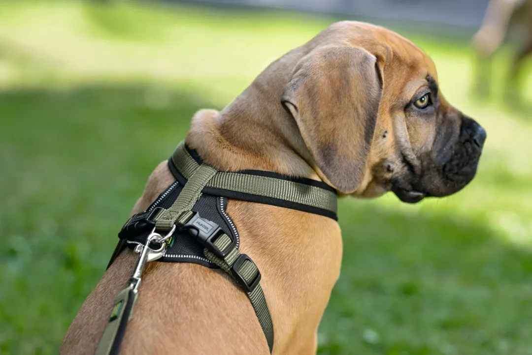 Best hundesele Neopren Oliven XL længde 73-94 cm 2,5 cm - blød og stabil komfort Hundeseler Til Alle Behov Og Hundestørrelser