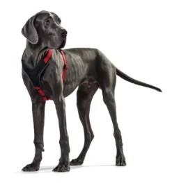 Outlet hundesele Neopren Rød XL længde 73-94 cm 2,5 cm - blød og stabil komfort Hundeseler Til Alle Behov Og Hundestørrelser