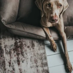 Outlet hundeseng Bologna Small 50 x 35 cm i stone Hundesenge Og Kurve Til Hunde - Bløde Og Komfortable|Sovepladser Til Hvalpe - Hundesenge, Kølemåtter Og Trygge Hvilesteder