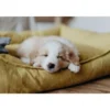 Online hundeseng Eiby Stor 100x70 cm Gul Hundesenge Og Kurve Til Hunde - Bløde Og Komfortable|Sovepladser Til Hvalpe - Hundesenge, Kølemåtter Og Trygge Hvilesteder