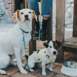 Outlet Hundesnor Blå 15/200 Hundesnor I Mange Varianter Og Materialer|Hundesnor Til Hvalpe