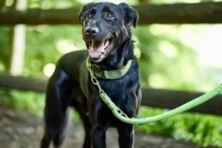 Best Hundesnor Hilo Lime 25/200 Hundesnor I Mange Varianter Og Materialer|Hundesnor Til Hvalpe