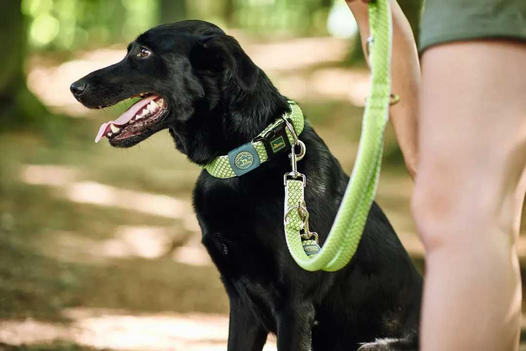 Best Hundesnor Hilo Lime 25/200 Hundesnor I Mange Varianter Og Materialer|Hundesnor Til Hvalpe