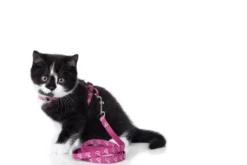 Clearance Kattesele Pink Kattehalsbånd Og Katteseler