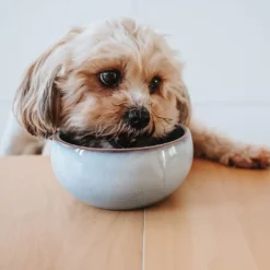 New keramikskål Braga 1500 ml i blåt støv Hundeskåle Til Mad Og Drikke Der Passer Til Din Hunds Behov