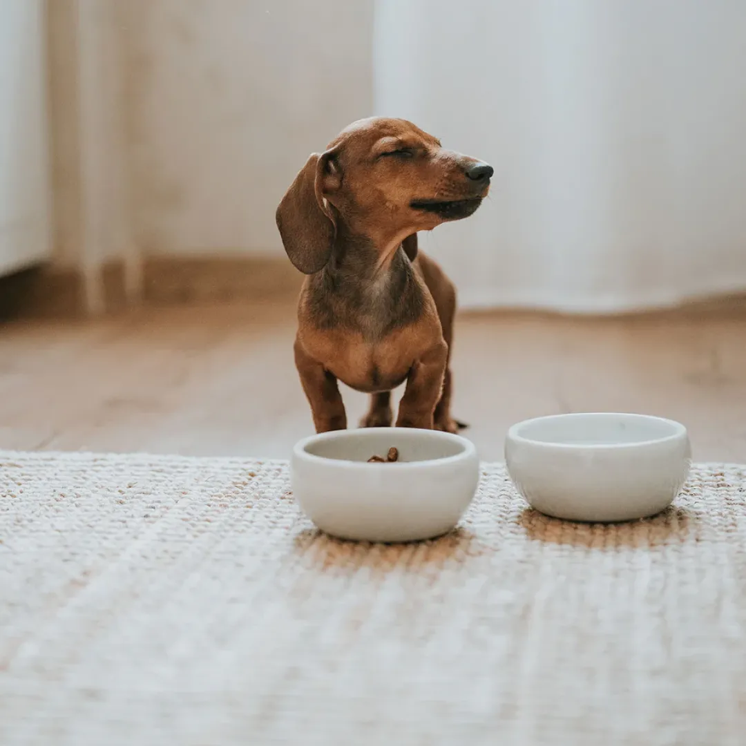 Outlet keramikskål Lisboa 550 ml i creme Hundeskåle Til Mad Og Drikke Der Passer Til Din Hunds Behov