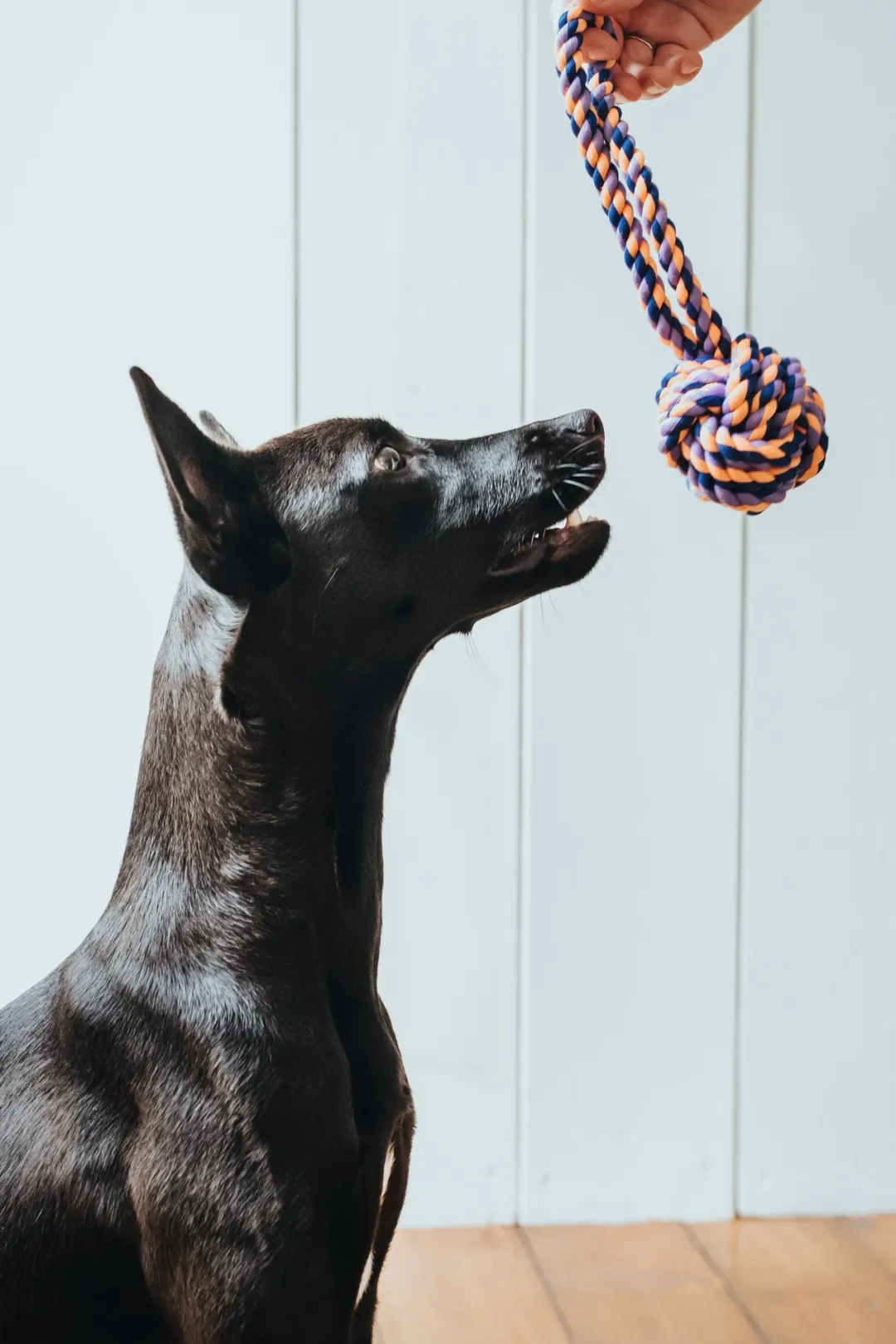 Legetøj Rebbold med Håndtag S - robust hundelegetøj Hundelegetøj Til Alle Hunde Leg Og Aktivering Året Rundt|Legetøj Til Hvalpe - Sjov Leg, Aktivering Og Tryghed Fra Første Dag