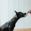 New Legetøj Rebbold med Håndtag M - robust hundelegetøj Hundelegetøj Til Alle Hunde Leg Og Aktivering Året Rundt|Legetøj Til Hvalpe - Sjov Leg, Aktivering Og Tryghed Fra Første Dag