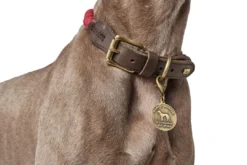 Sale List Reb Halsbånd L Beige - 60-68 cm Hvalpehalsbånd - Bløde Og Sikre Halsbånd Med Perfekt Pasform Til Din Hvalp|Hundehalsbånd Med Stil - Komfort Og Sikkerhed Til Din Hund