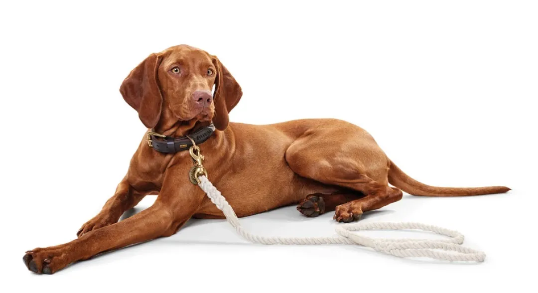 Clearance List Reb Halsbånd S Beige - 41-49 cm Hvalpehalsbånd - Bløde Og Sikre Halsbånd Med Perfekt Pasform Til Din Hvalp|Hundehalsbånd Med Stil - Komfort Og Sikkerhed Til Din Hund