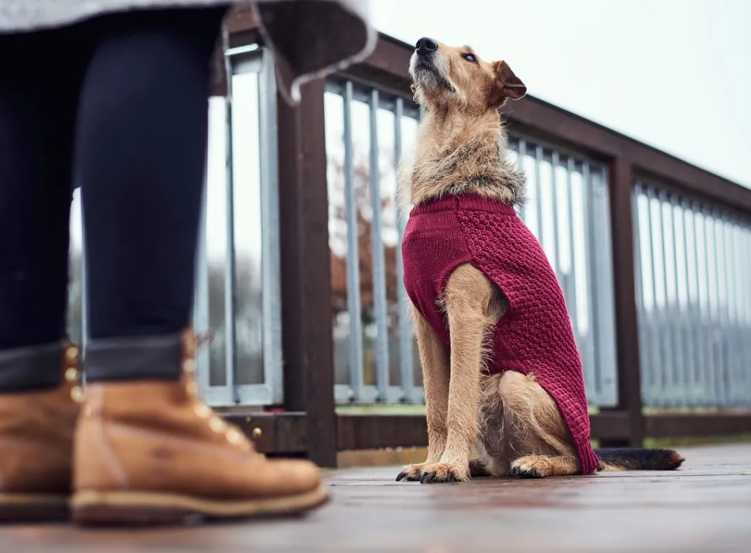 New Malmø pullover strik bordeaux str. 25 Hundetøj Til Hvalpe - Varme Dækkener Og Sko Til Trygge Gåture|Hundetøj Til Alle Hunde Med Varme Dækkener Og Sko