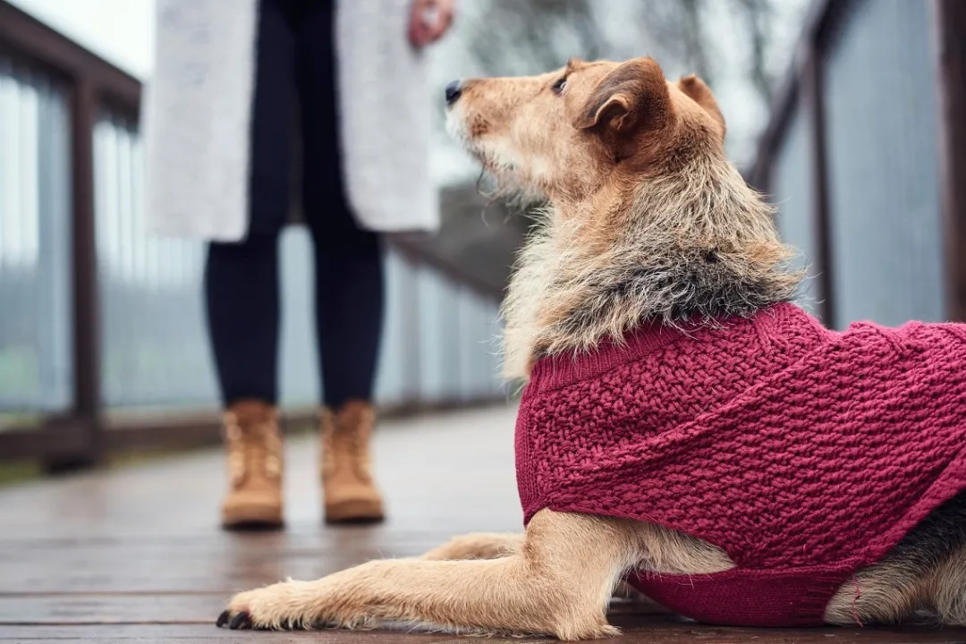 Sale Malmø pullover strik bordeaux str. 35 Hundetøj Til Hvalpe - Varme Dækkener Og Sko Til Trygge Gåture|Hundetøj Til Alle Hunde Med Varme Dækkener Og Sko