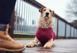 Sale Malmø pullover strik bordeaux str. 35 Hundetøj Til Hvalpe - Varme Dækkener Og Sko Til Trygge Gåture|Hundetøj Til Alle Hunde Med Varme Dækkener Og Sko