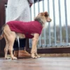 Discount Malmø pullover strik bordeaux str. 45 Hundetøj Til Hvalpe - Varme Dækkener Og Sko Til Trygge Gåture|Hundetøj Til Alle Hunde Med Varme Dækkener Og Sko