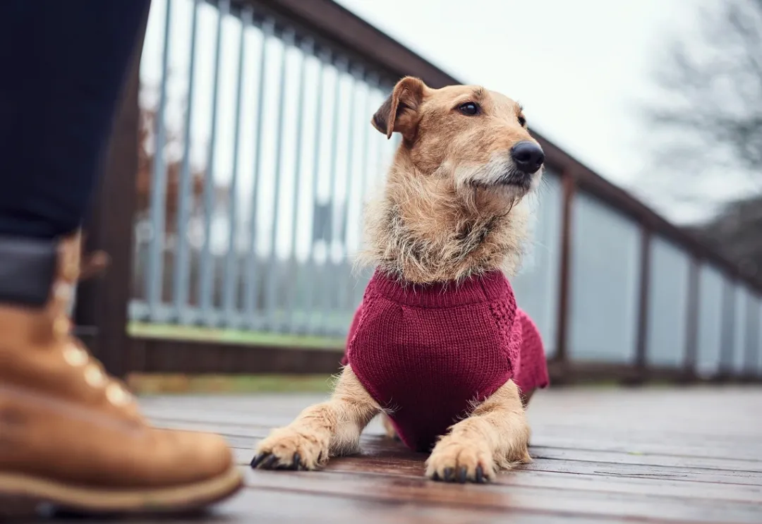 Discount Malmø pullover strik bordeaux str. 45 Hundetøj Til Hvalpe - Varme Dækkener Og Sko Til Trygge Gåture|Hundetøj Til Alle Hunde Med Varme Dækkener Og Sko